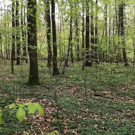 Modern Especially Suited For Business Consultants I Close To Dt, Dhl & Un Campus I Reserved Parking & 