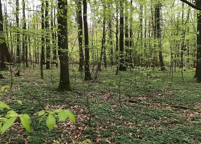 Modern Especially Suited For Business Consultants I Close To Dt, Dhl & Un Campus I Reserved Parking & 